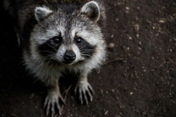 Racoon in Martinique island. - obrazy, fototapety, plakaty