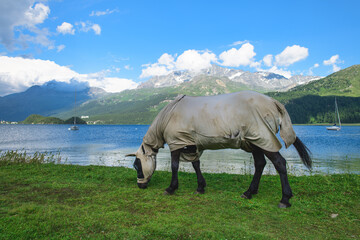 Fototapeta premium A horse covered and with the wall on the wall as an insect protection
