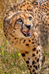 Cheetah, Acinonyx jubatus, Wildlife Reserve, South Africa, Africa
