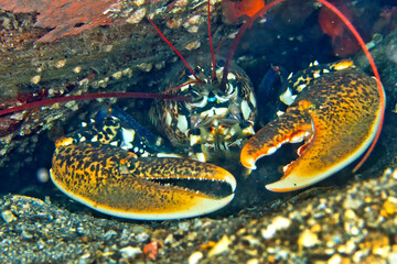 European Lobster, Common Lobster, Homarus gammarus, Cabo Cope Puntas del Calnegre Natural Park, Mediterranean Sea, Murcia, Spain, Europe