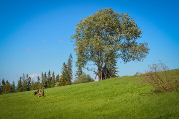 Krajobraz górski w polskich tatrach © Katarzyna
