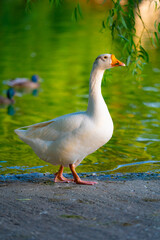 Goose on the water 