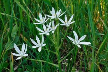 plant of  garden star-of-Bethlehem