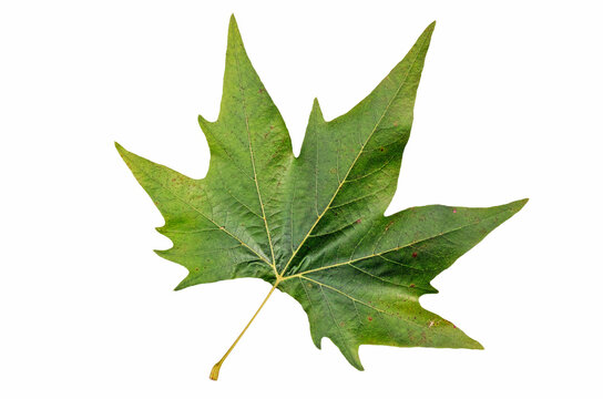 planeplant leaf