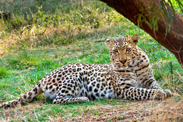 Leopard, Panthera pardus, Kruger National Park, South Africa, Africa