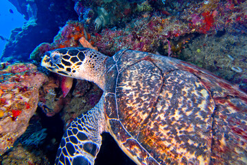 Hawksbill Sea Turtle, Eretmochelys imbricata, Bunaken National Marine Park, Bunaken, North Sulawesi, Indonesia, Asia