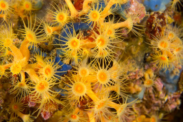 Yellow encrusting Sea Anemone, Parazoanthus axinellae, Cabo Cope Puntas del Canegre Natural Park, Mediterranean Sea, Murcia, Spain, Europe