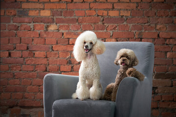 two poodles on an armchair in a loft interior. Dog on a brick wall background