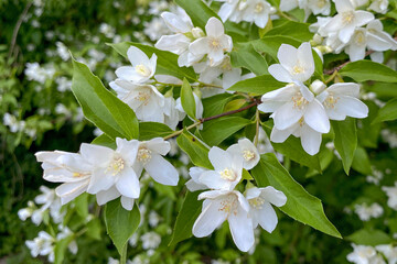 Jasmine flowers in the garden, jasmine flowers in the garden, close-up photo.