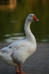White goose on the beach.