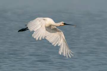   Beautiful Eurasian Spoonbill or common spoonbill (Platalea leucorodia)  in flight. Gelderland in the Netherlands. Blue sky background.                                                                