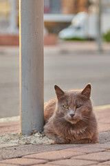 cat on the street