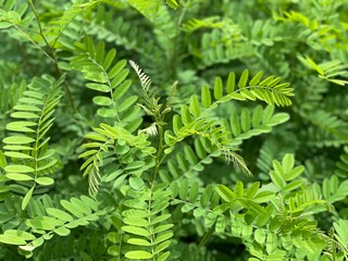 fern leaves