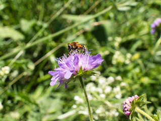 Side view of a flower of the species Knautia arvensis, commonly known as field scabious, with a hoverfly. Blur effect, focus on hoverfly
