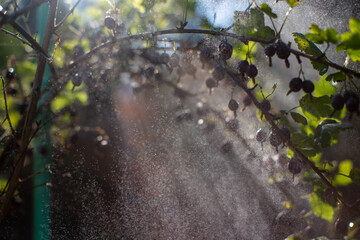 Gooseberries hang from the branches in the garden. Light rays pass through the foliage. Water droplets float in the air. Clear sunny weather.