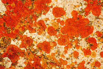 Beautiful abstract colorful texture for the background with red moss on a white stone. Bright colour. Natural eco vegetation. Orange, green and red colors.