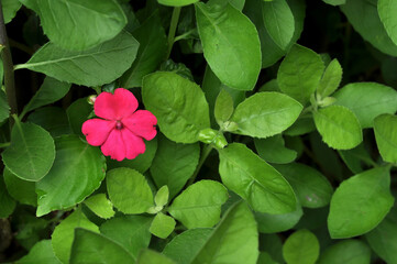 Nature red flower with green leaves outdoor