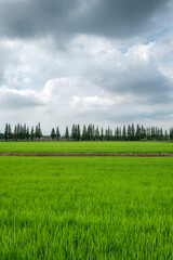 불안한 하늘 아래서 자라고 있는 벼