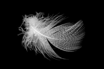 white feathers on a black isolated background