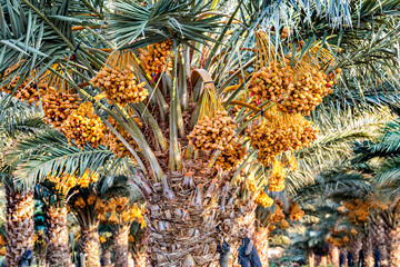 Plantation of ripening date palms , desert agriculture industry in the Middle East - 446757235