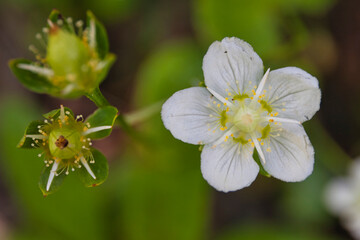 Obraz premium Mt.Shirouma and alpine plants in early autumn, 初秋の白馬岳登山と高山植物たち 