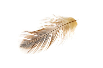 Fototapeta na wymiar black and brown feathers of a rooster on a white isolated background