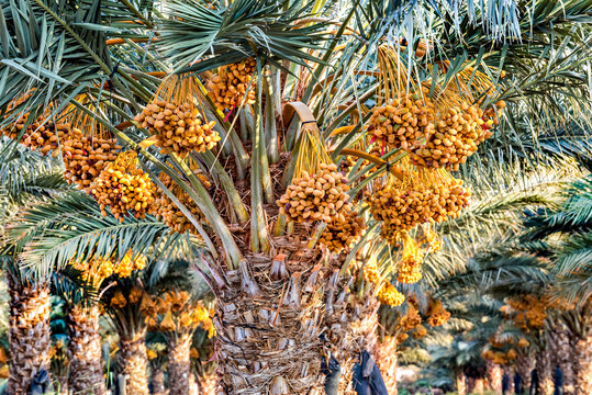 Plantation of ripening date palms , desert agriculture industry in the Middle East