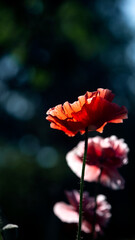 Obraz premium Picturesque May contrasts.In the garden bloom poppies.A unique, delicate, airy flower.