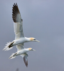 Fototapeta na wymiar Gannets in flight overhead