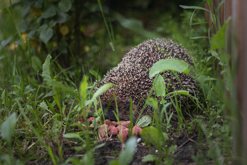 Young hedgehog in the home garden
