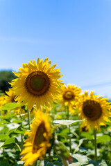 This is a picture taken in Okayama prefecture, Japan.