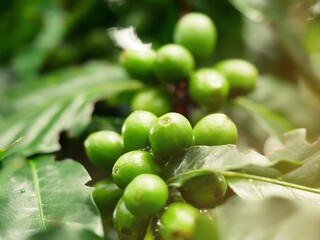 Coffee plants and fresh greens in a well-maintained farm.