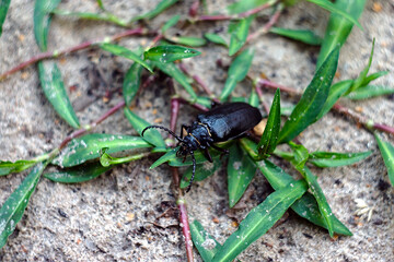 a big black bug on the ground