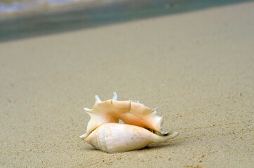 Fototapeta na wymiar Landscape with shells on tropical beach near shorebreak waves, lipe island Thailand.