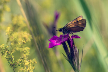 butterfly on a flower