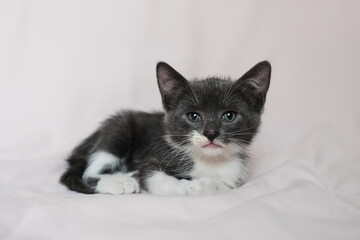 Advertising for pet store or cat food and care products. Cute fluffy domestic gray young kitten lies on white blanket, tucking its paws under it and posing. Cat looks carefully ahead.