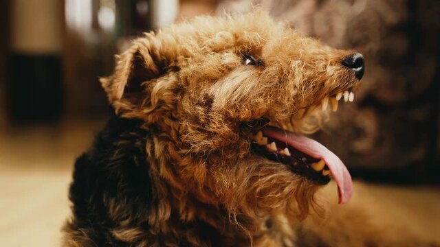Portret of the Welsh Terrier. Tongue close-up. Pet dog theme 4K