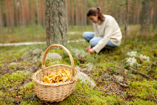 picking season, leisure and people concept - young woman with basket and knife cutting chanterelle mushroom in autumn forest