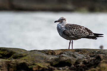 European seagull on the coast, on top of a stone, with the sea in the background