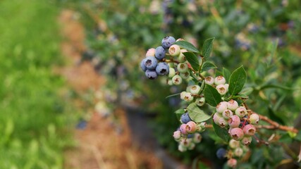 Ripe and unripe blueberries on an outdoor plantation