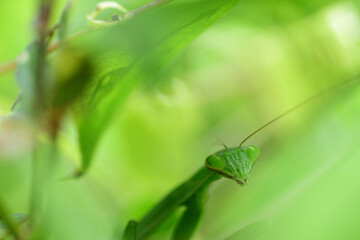 茂みからこちらの様子を窺うカマキリ