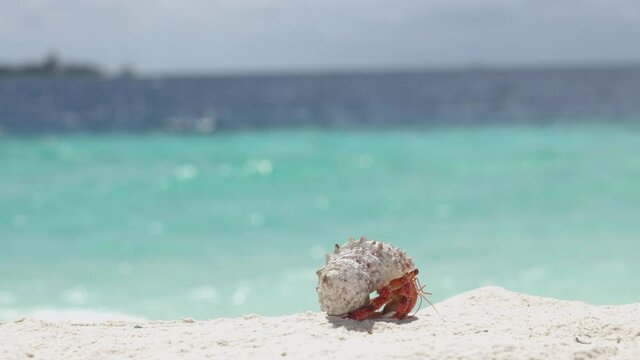 Macro and close-up of Hermit crab with beautiful shell on white sand and blue ocean background in Paradise Maldives islands. Travel and vacation concept with blurres sea highlights at sunny day