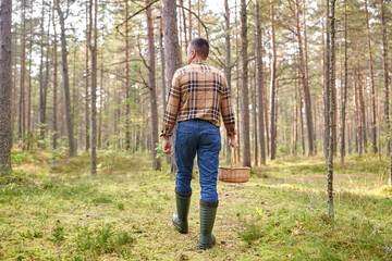 Naklejka na ściany i meble picking season and leisure people concept - middle aged man with wicker basket of mushrooms walking in autumn forest