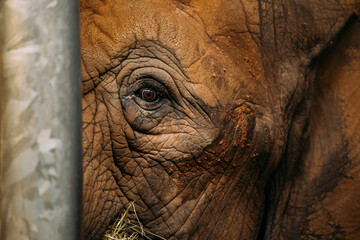 closeup elephant eye
