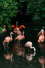 Fototapeta na wymiar Group of flamingoes in a lake