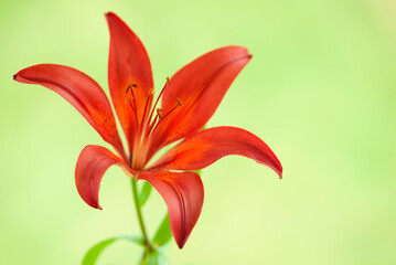 Close-up image of a blossom of lily.