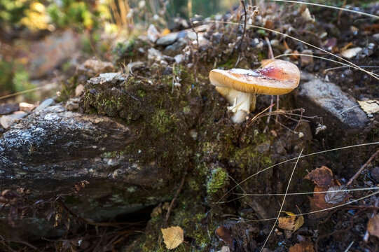 picture of some mushrooms in the middle of the forest in autumn