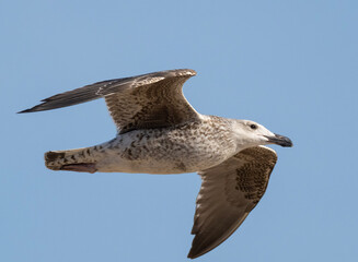 Immature Great Black-backed Gull in flight