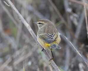 Palm Warbler in fall