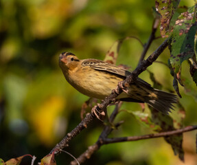 Migrant Bobolink in fall